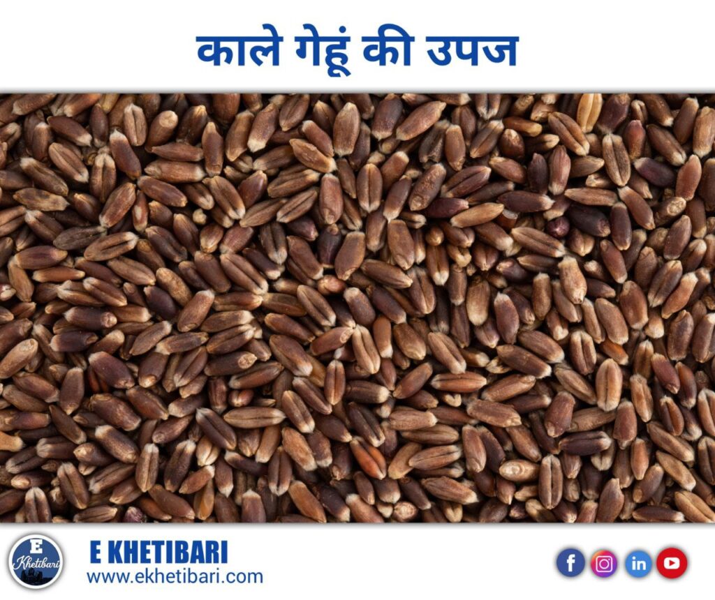 Kale Gehu Ki Kheti