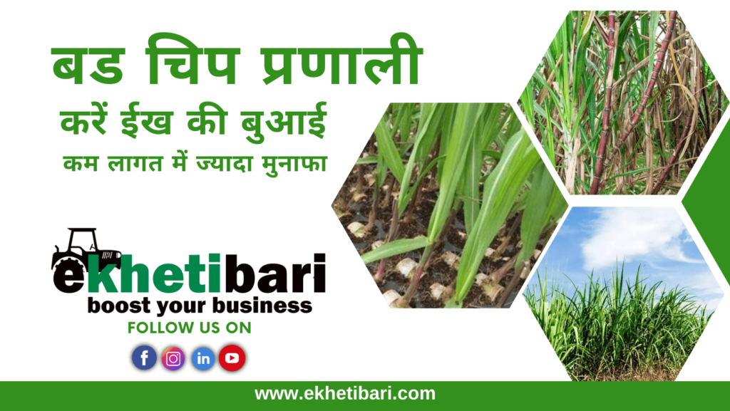 बड चिप प्रणाली