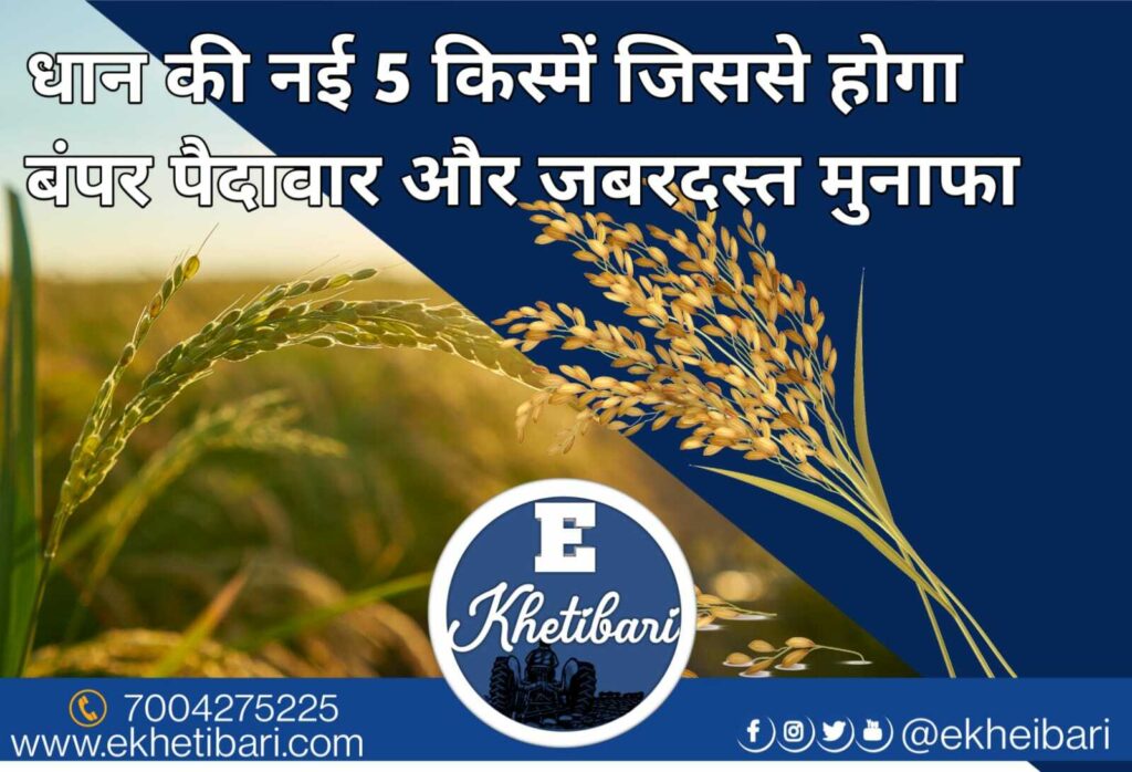 5 New Verities of Paddy