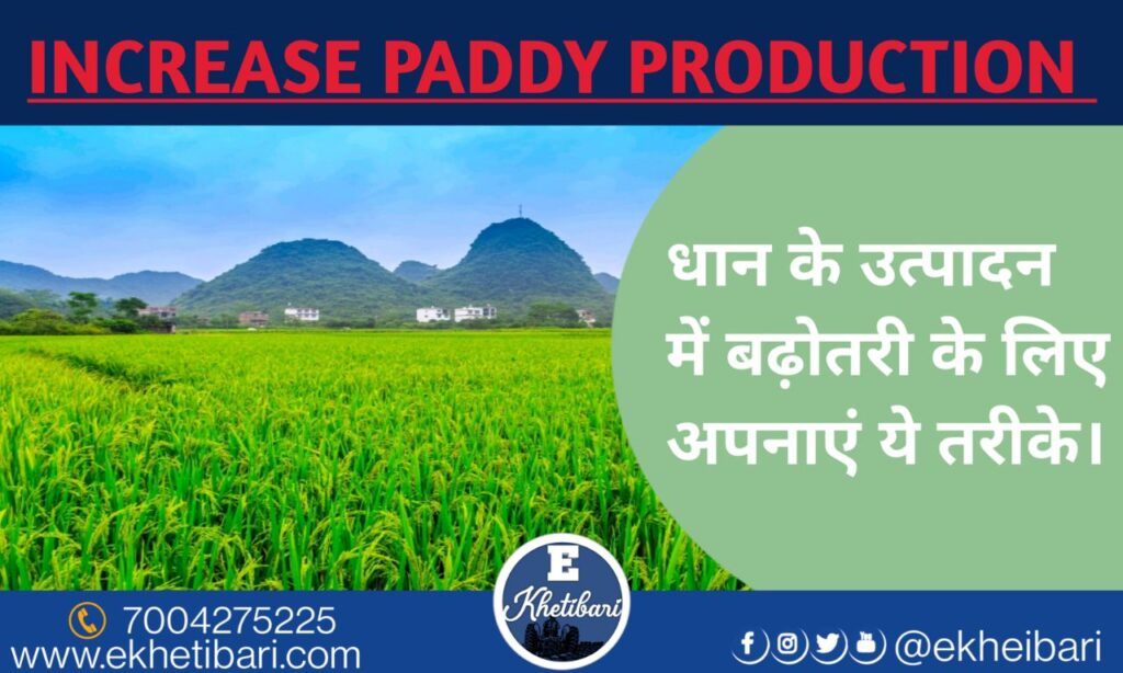 INCREASE PADDY PRODUCTION