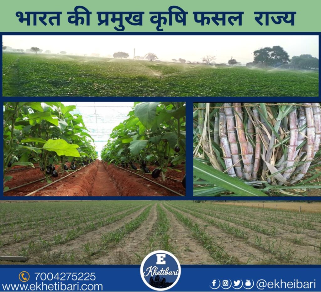 Agricultural crops State