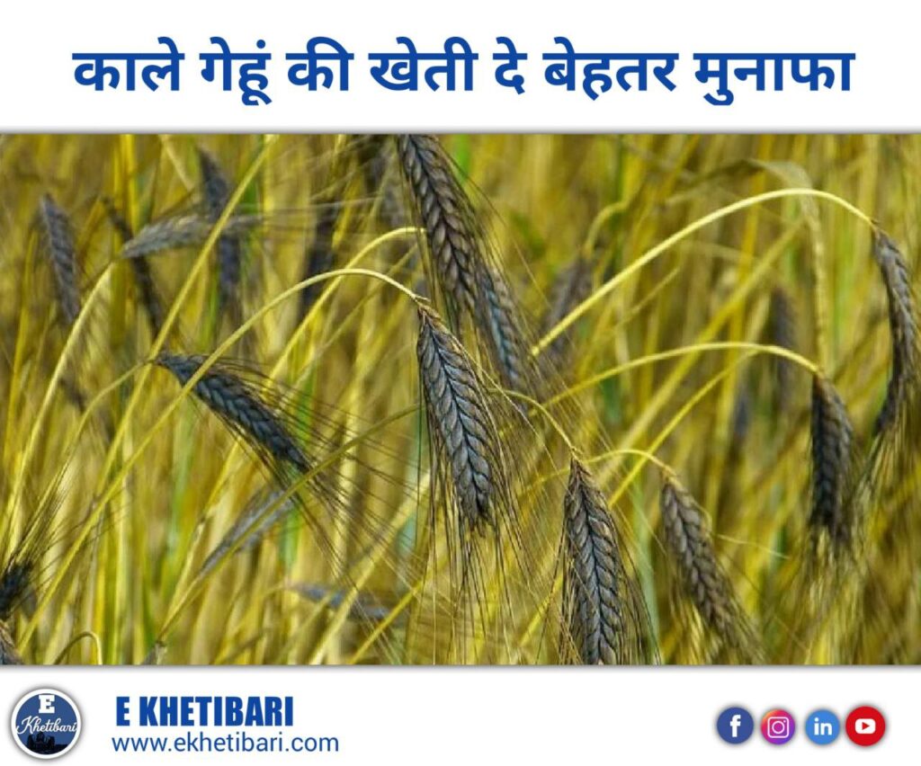 Kale Gehu Ki Kheti
