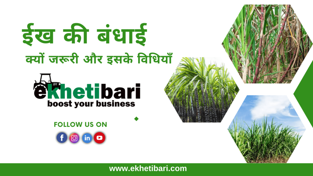 ईख की बंधाई