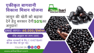 Jamun ki kheti par 50 pratishat anudan